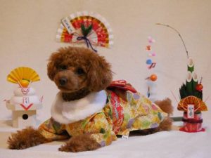 犬用着物 袴 ちゃんちゃんこを着た お客様のワンちゃん写真を掲載します 産地とお客様を結ぶ 京呉服の店 田巻屋 犬用着物 袴 ちゃんちゃんこを着た お客様のワンちゃん写真を掲載します 産地とお客様を結ぶ 京呉服の店 田巻屋