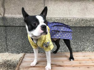 来年は戌年とあって 年賀状 新年の挨拶用に犬猫用袴 着物が大人気 産地とお客様を結ぶ 京呉服の店 田巻屋 来年は戌年とあって 年賀状 新年の挨拶用に犬猫用袴 着物が大人気 産地とお客様を結ぶ 京呉服の店 田巻屋