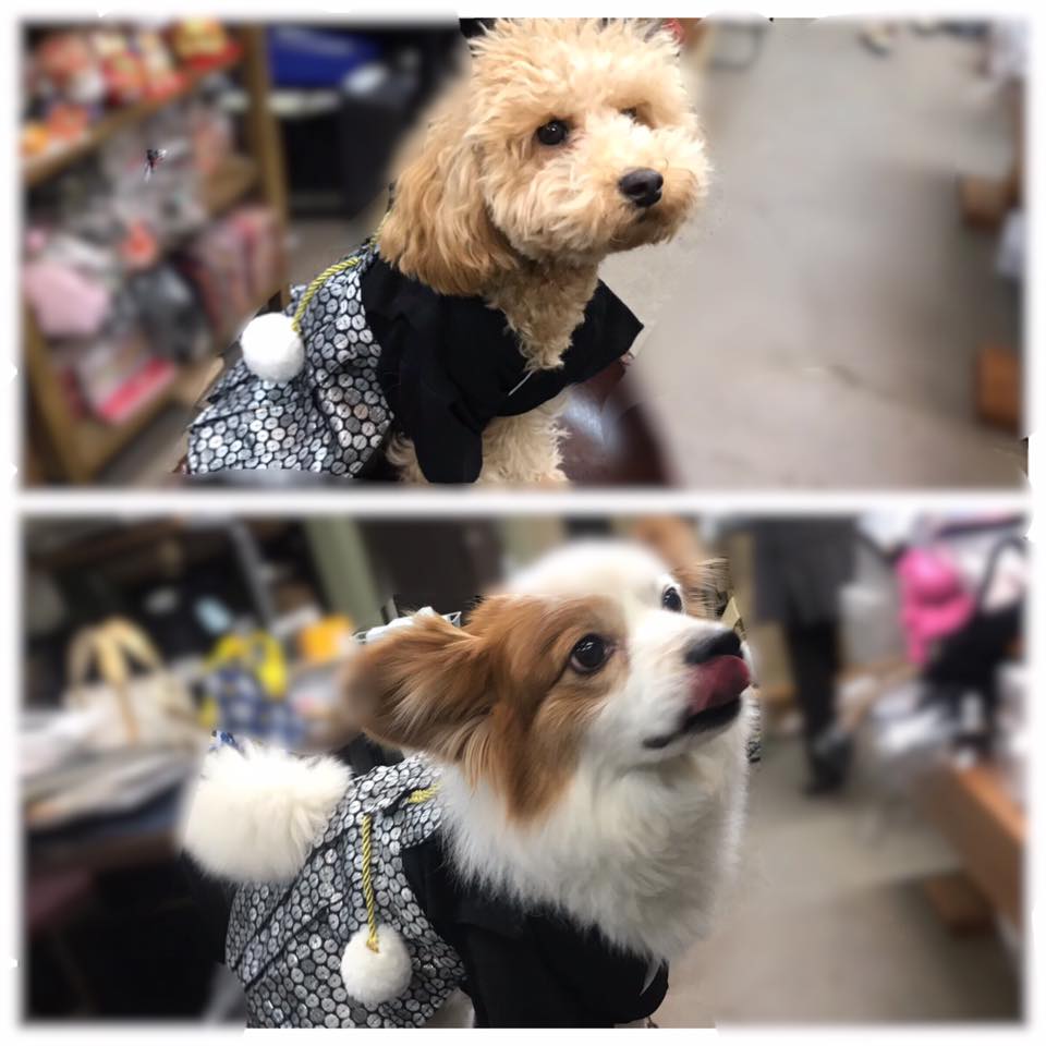 犬猫用新柄袴をリオ君とコタロー君が着てくれました かなりお似合いです 産地とお客様を結ぶ 京呉服の店 田巻屋